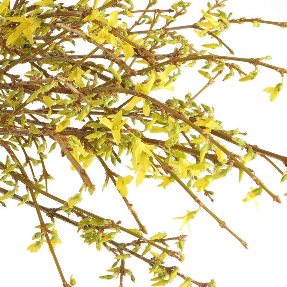 Forsythia gelb pro Bund 60cm
