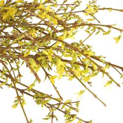 Forsythia gelb pro Bund 60cm