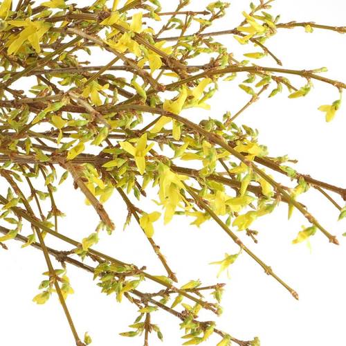 Forsythia gelb pro Bund 60cm