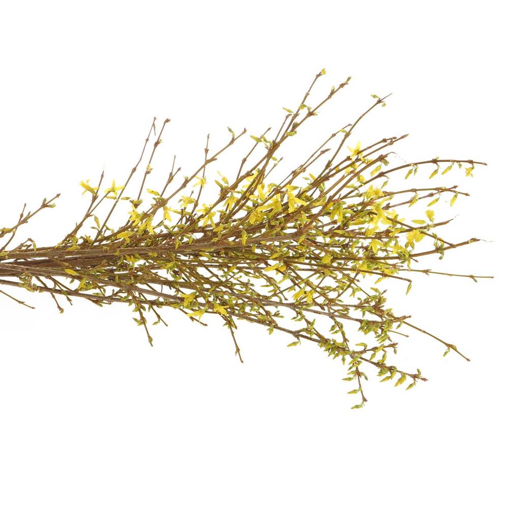 Forsythia gelb pro Bund 60cm
