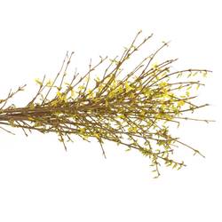 Forsythia gelb pro Bund 60cm