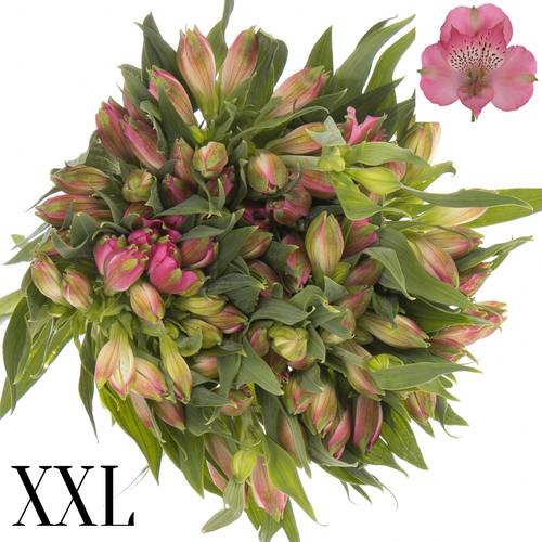 Alstroemerie rosa Avianna 90 Gramm 75cm