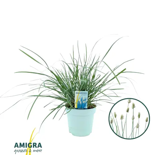 Sesleria nitida T17 H045