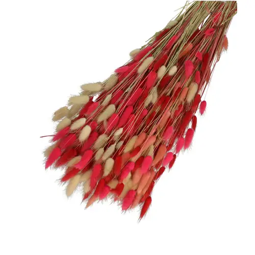 Trocken Lagurus rosa mix L65cm 100gr