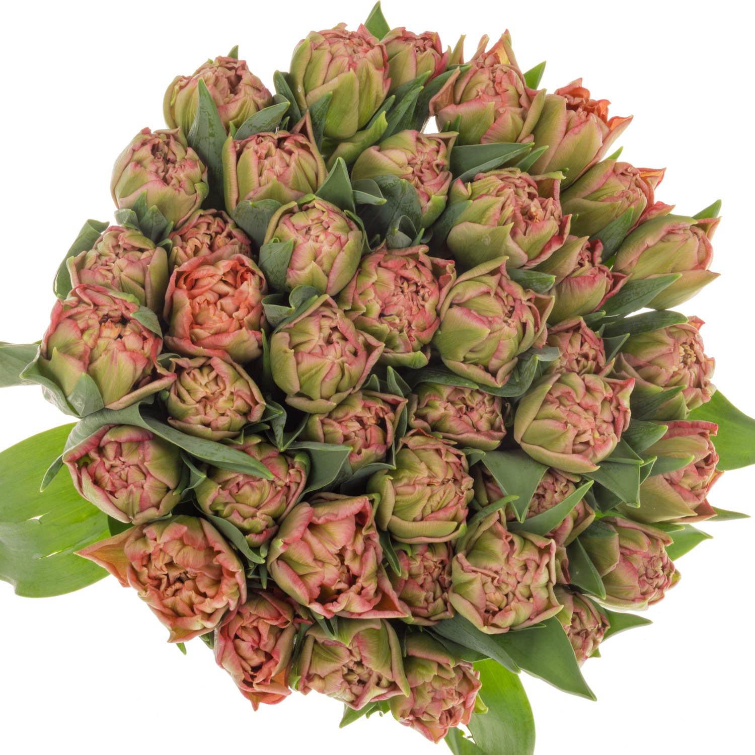 Tulpe rosa doppel Quinty Trustfull Coas Tulip 40 Gramm