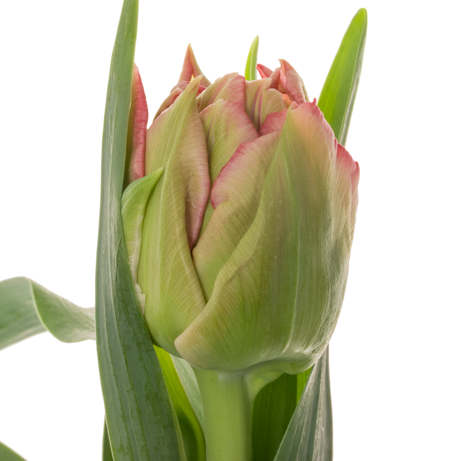 Tulpe rosa doppel Quinty Trustfull Coas Tulip 40 Gramm
