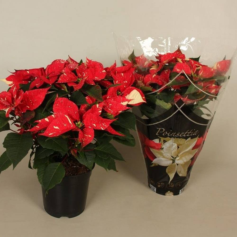 Poinsettia Christmas Feelings Glitzer T19 H050