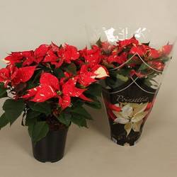 Poinsettia Christmas Feelings Glitzer T19 H050