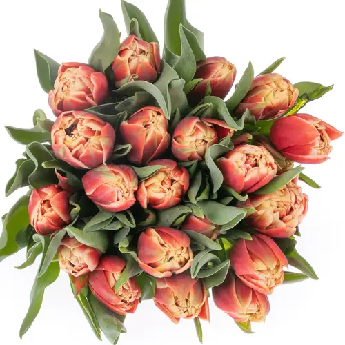 Tulpe rot/creme Concorde Triflor 36 Gramm