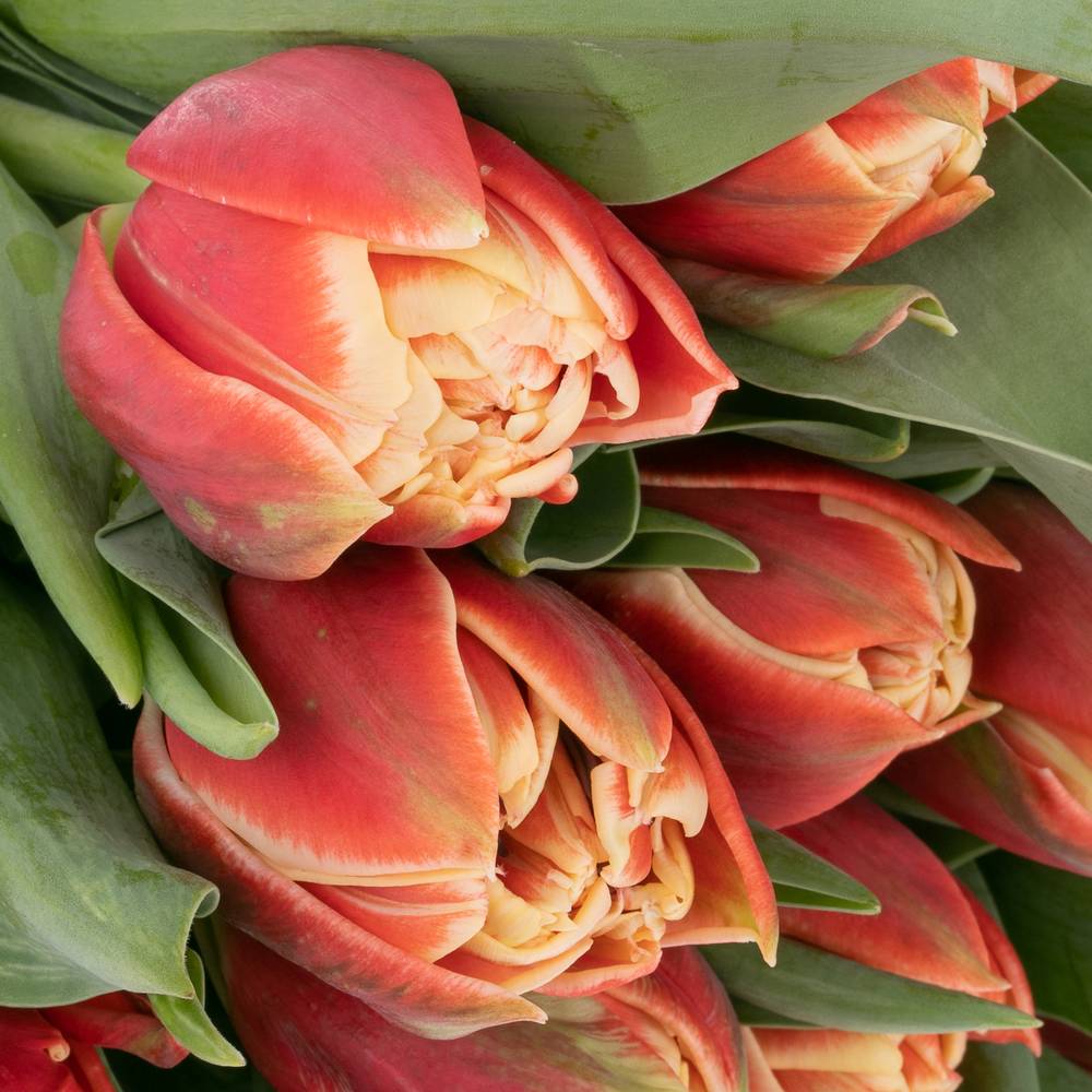 Tulpe rot/creme Concorde Triflor 36 Gramm