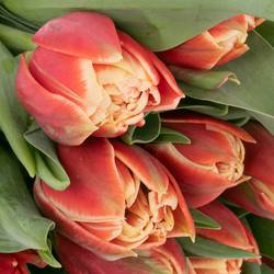 Tulpe rot/creme Concorde Triflor 36 Gramm