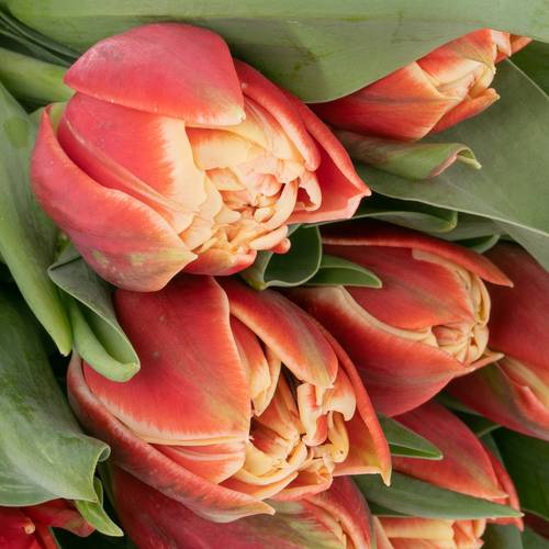 Tulpe rot/creme Concorde Triflor 36 Gramm