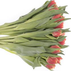 Tulpe rot/creme Concorde Triflor 36 Gramm