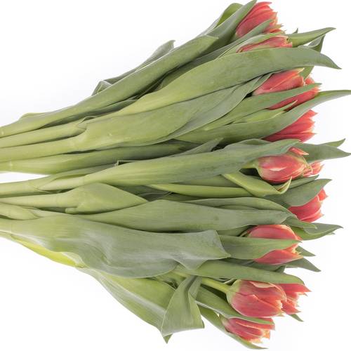 Tulpe rot/creme Concorde Triflor 36 Gramm