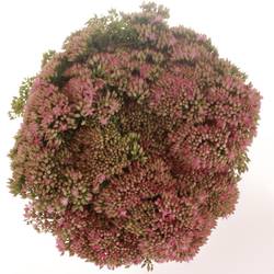 Sedum rosa Carl Natur 45cm