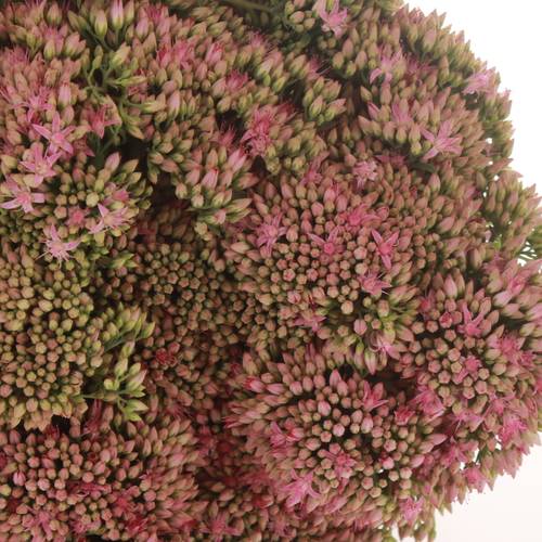 Sedum rosa Carl Natur 45cm