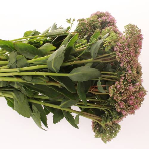 Sedum rosa Carl Natur 45cm