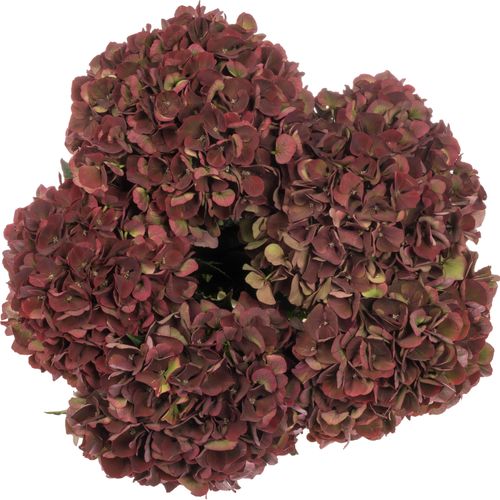 Hortensie alt rosa Pink Ruby 60cm Bol 16cm