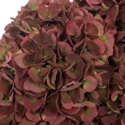 Hortensie weinrot Pink Ruby Bol 15cm 60cm