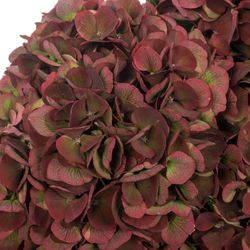 Hortensie alt rosa Pink Ruby 60cm Bol 16cm