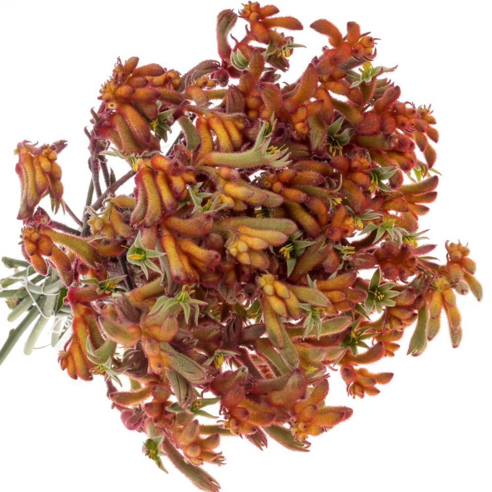 Kangeroo dunkel orange 80cm x20