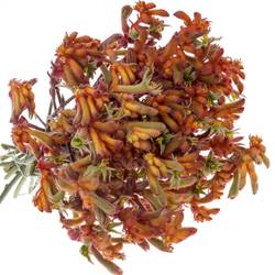 Kangeroo dunkel orange 80cm x20