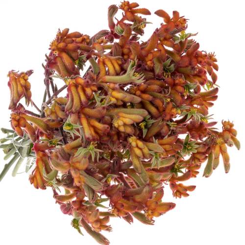 Kangeroo dunkel orange 80cm x20