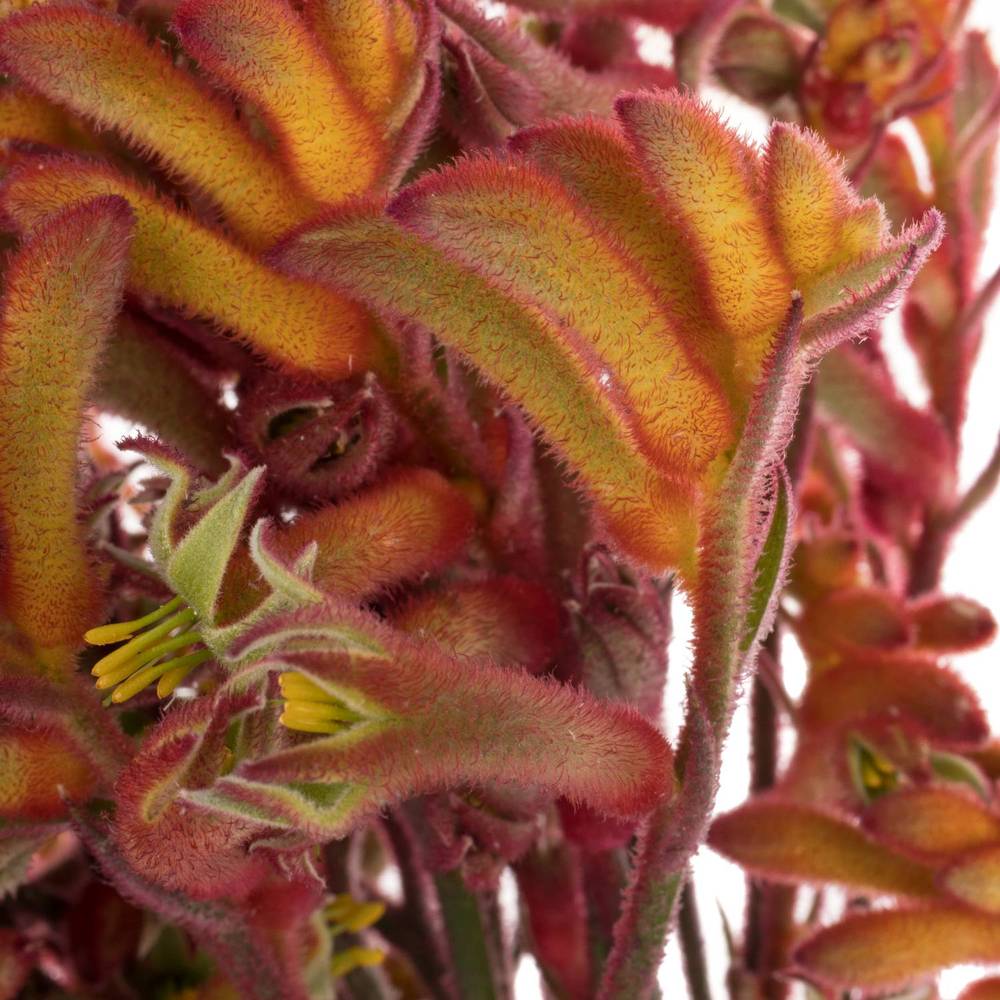 Kangeroo dunkel orange 80cm x20