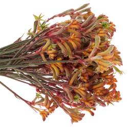 Kangeroo dunkel orange 80cm x20