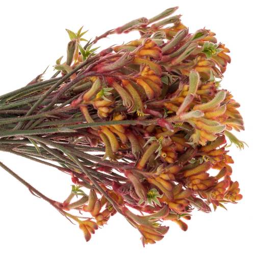 Kangeroo dunkel orange 80cm x20