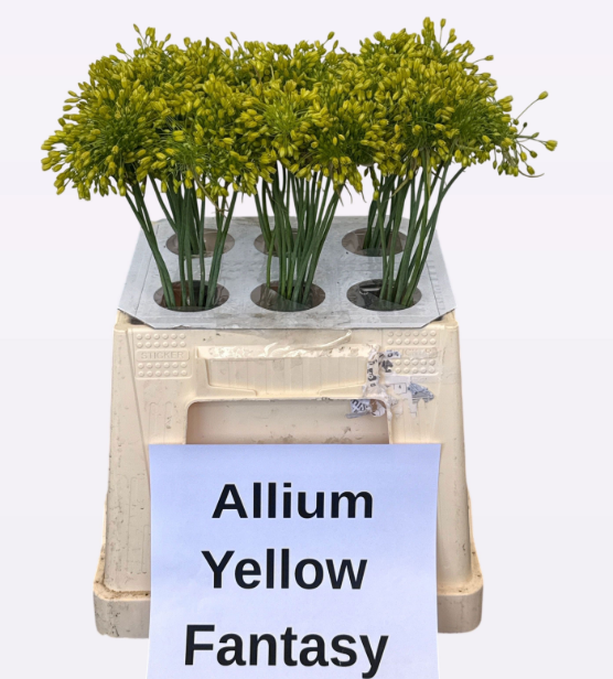 Allium Mini gelb Fantasy 40cm