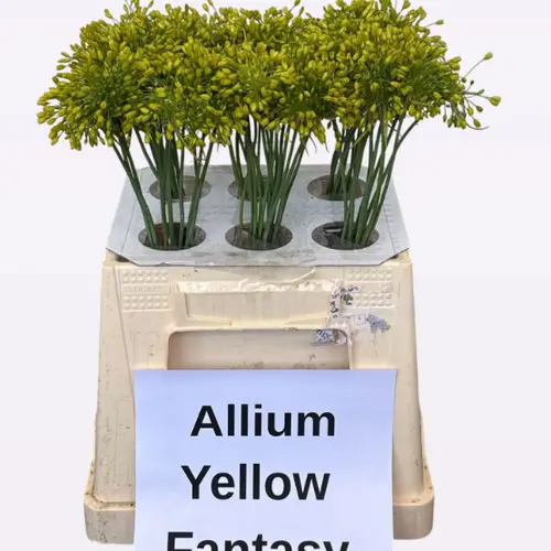 Allium Mini gelb Fantasy 40cm