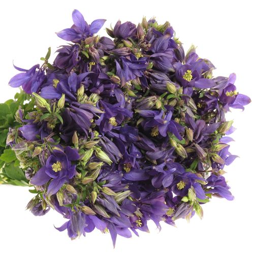 Aquilei lila Black Barlow 50cm