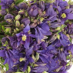 Aquilei lila Black Barlow 50cm