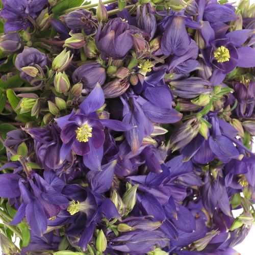 Aquilei lila Black Barlow 50cm