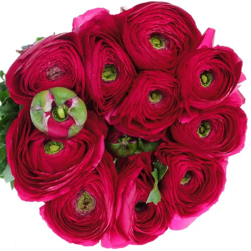 Ranunkel cerise/rot Cloni Super 40cm