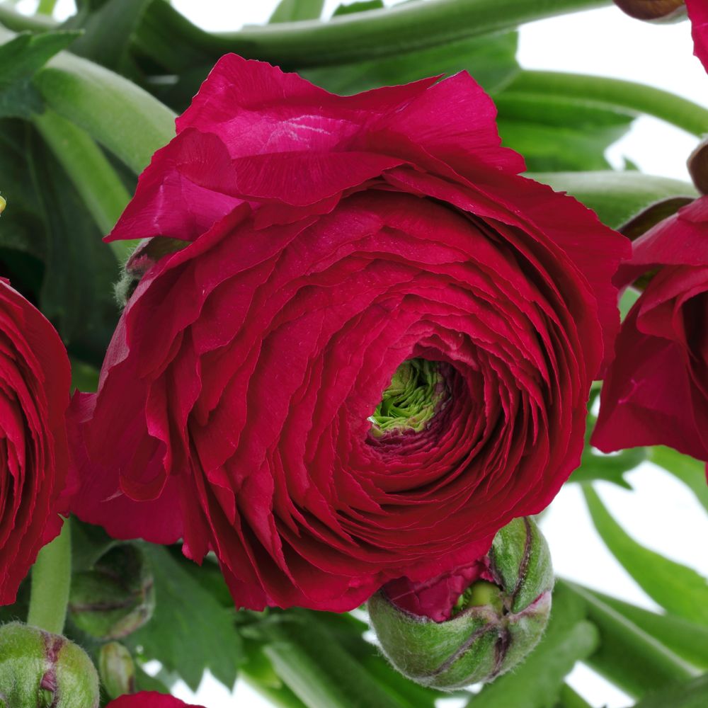 Ranunkel cerise/rot Cloni Super 40cm