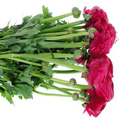Ranunkel cerise/rot Cloni Super 40cm