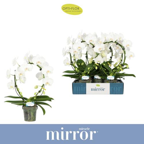 Phal.2-R weiss Mirror Aurora T12 H050