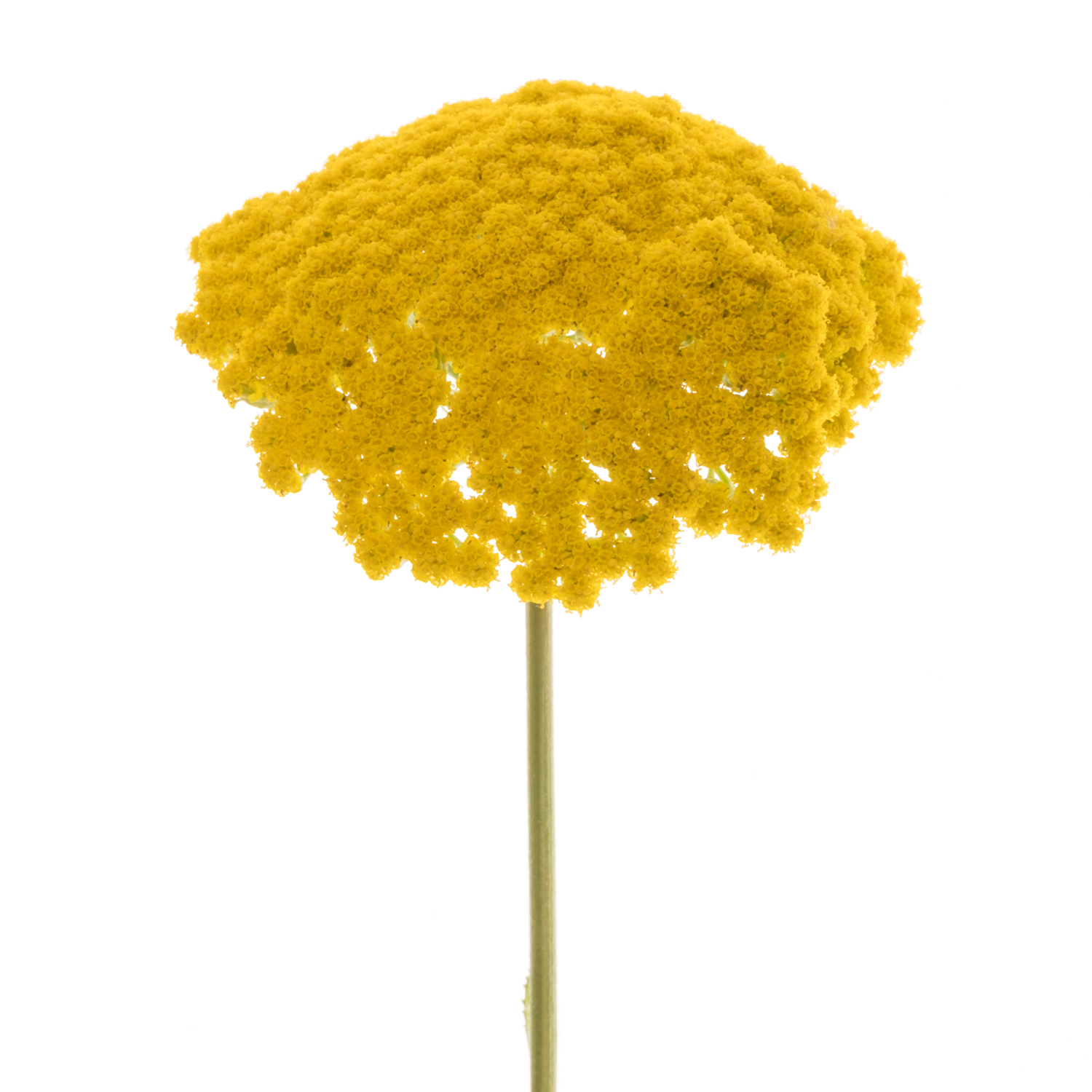 Achillea gelb Parker 55cm