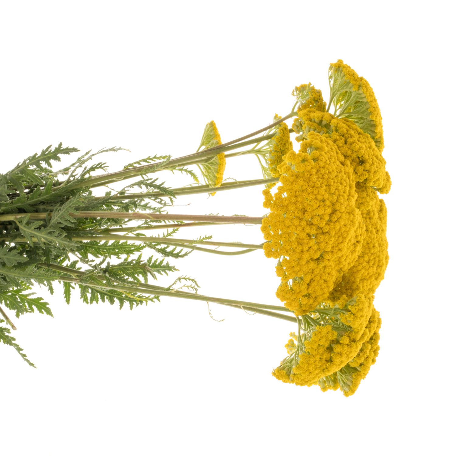 Achillea gelb Parker 55cm