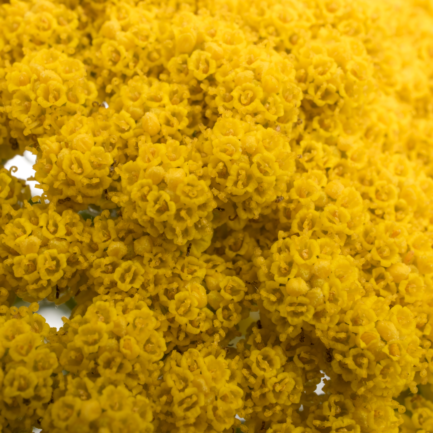 Achillea gelb Parker 55cm