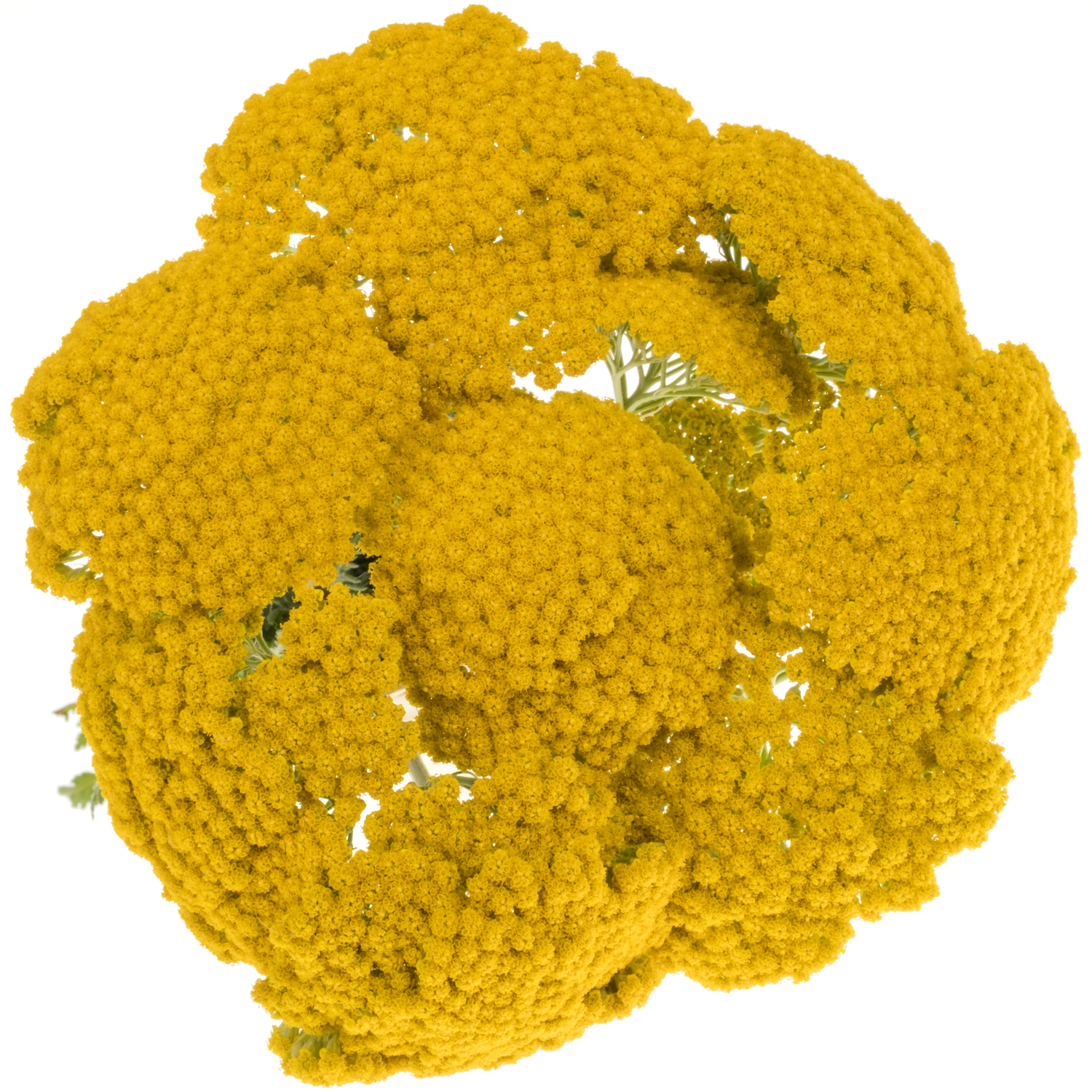 Achillea gelb Parker 55cm