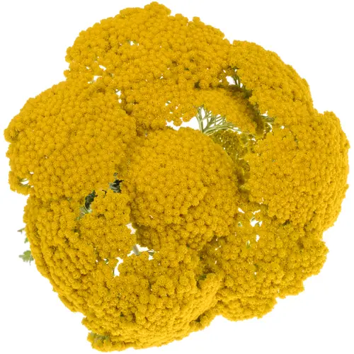 Achillea gelb Parker 55cm