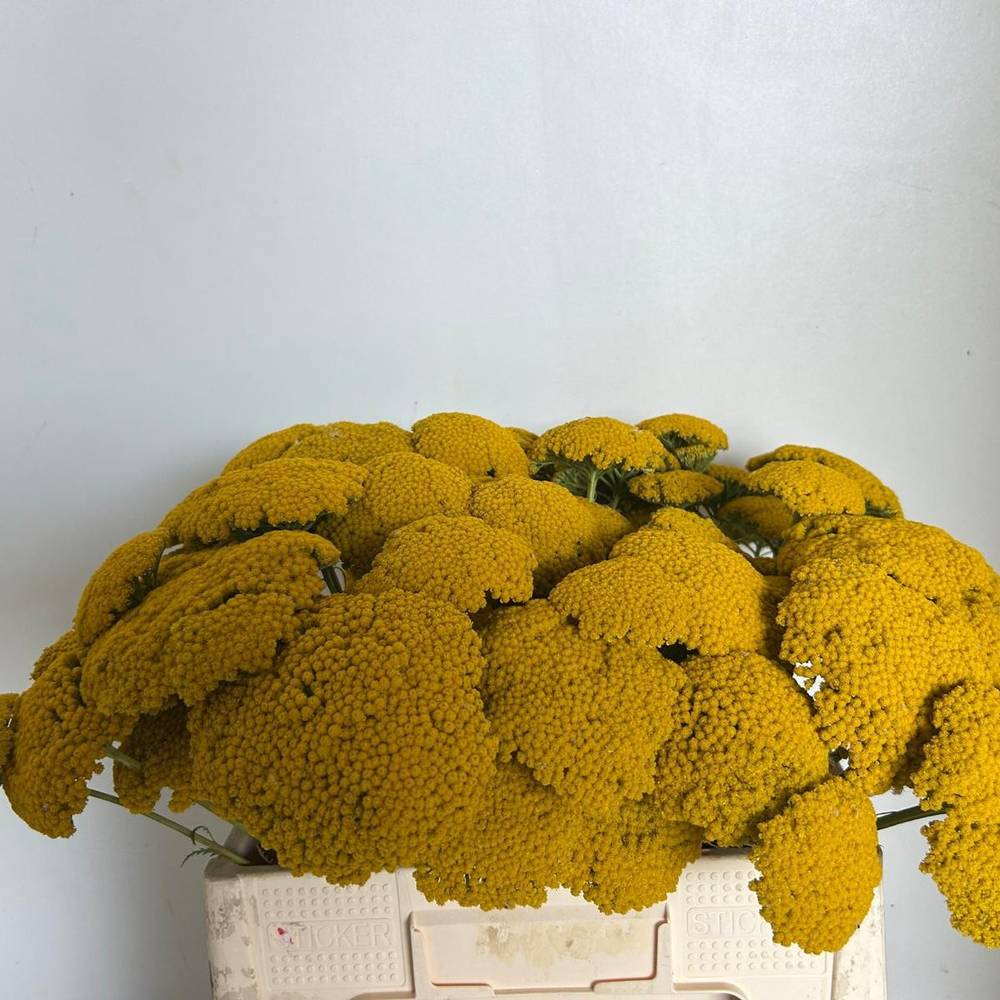 Achillea gelb Parker 55cm
