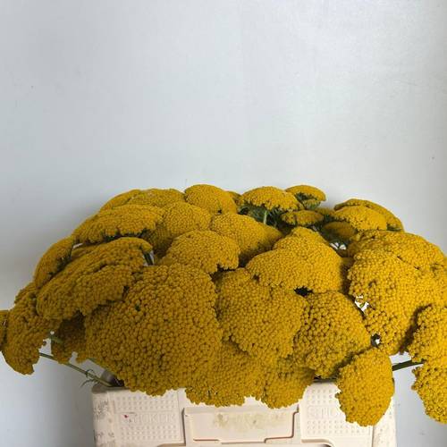 Achillea gelb Parker 55cm