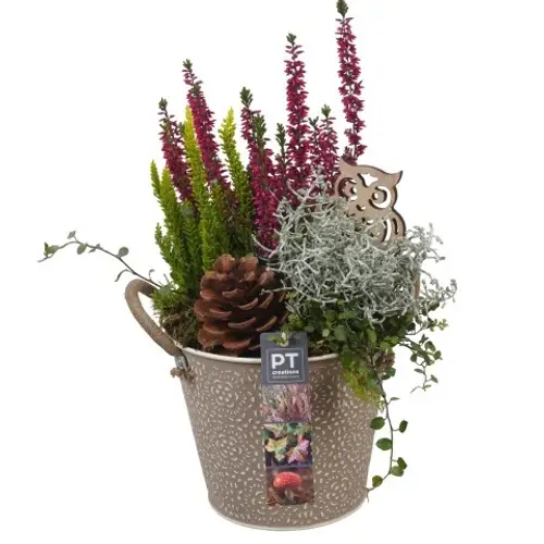 Garten.Arr PTHO4094 T16 H036