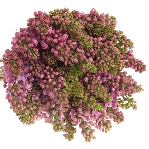 Flieder lila Horstenst 2+Kopf 60cm