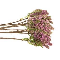 Flieder lila Horstenst 2+Kopf 60cm
