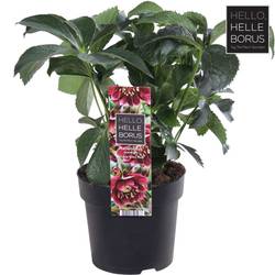 Helleborus Orientalis rot T14 H30